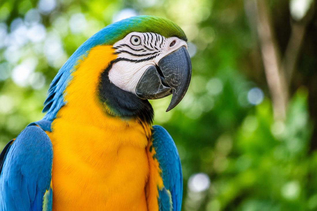 Macaw — avian diagnostics and genetics
