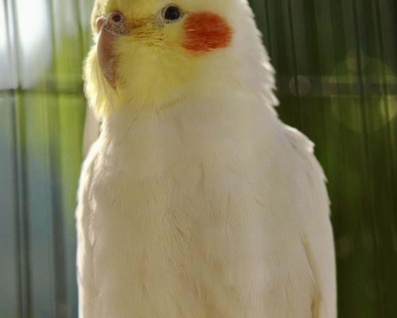 Cockatiel