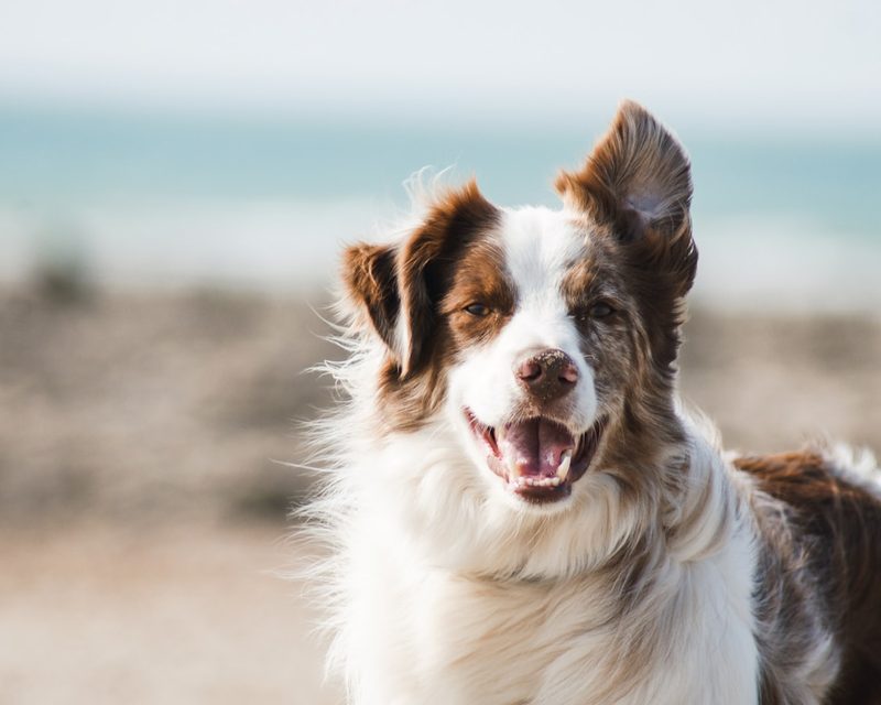 Dog portrait