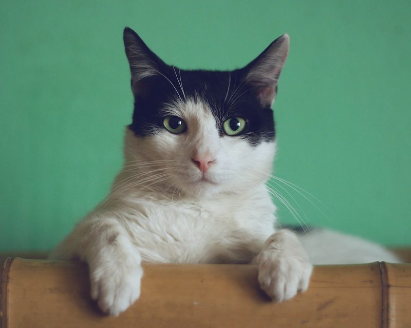 Cat close-up