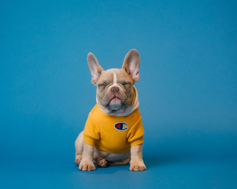 Puppy