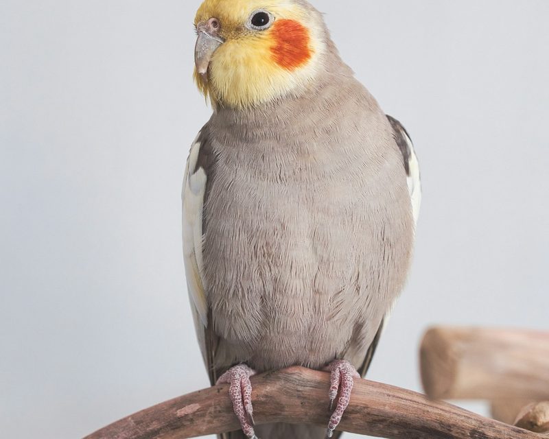 Related Eggs 1