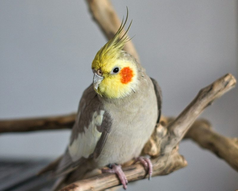 Cockatiel on a branch