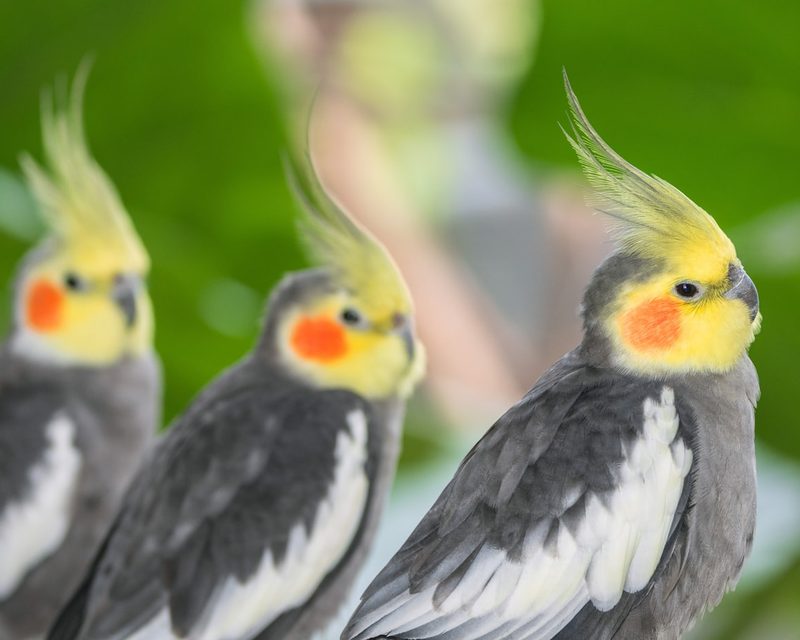 Cockatiels