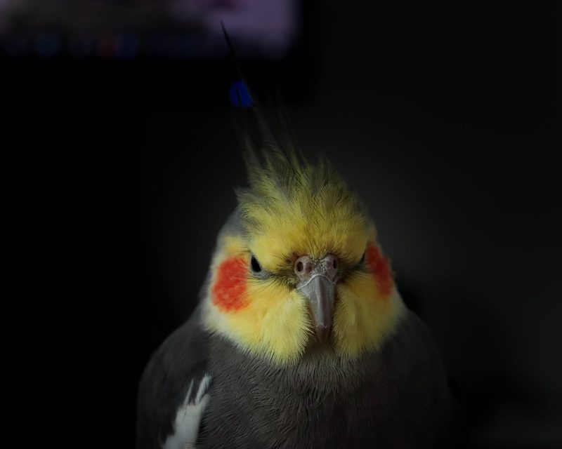 Yellow cockatiel