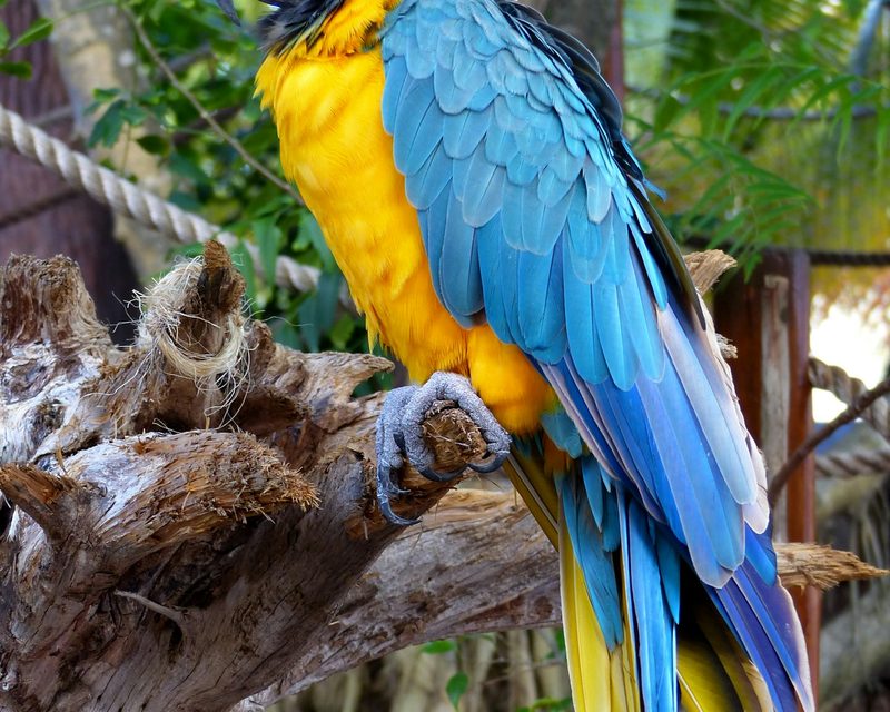 Macaw on a branch