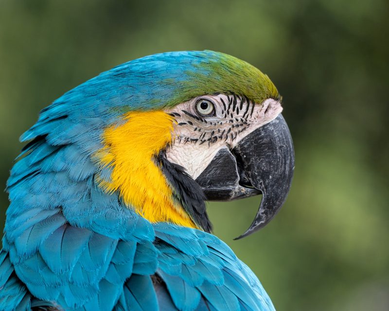 Macaw feathers