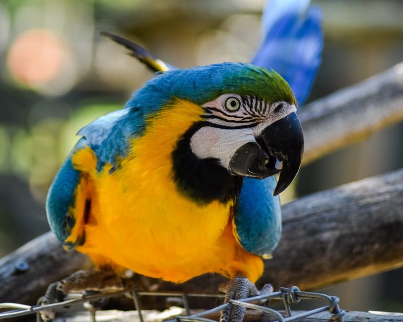 Colourful macaw