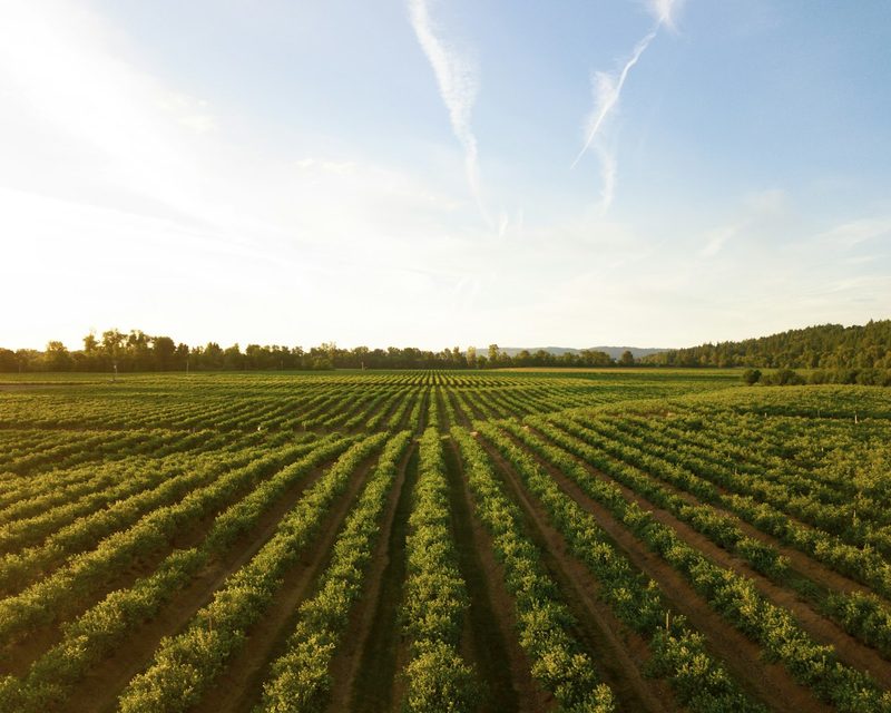 Farm produce