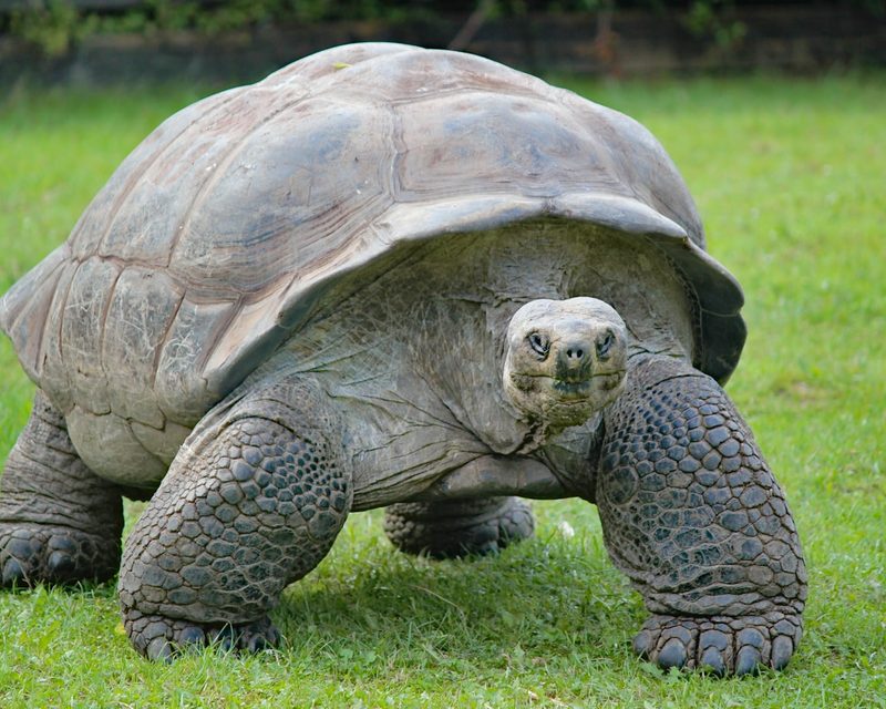 Turtle