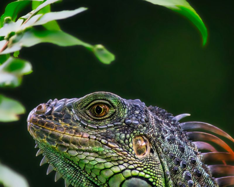 Iguana