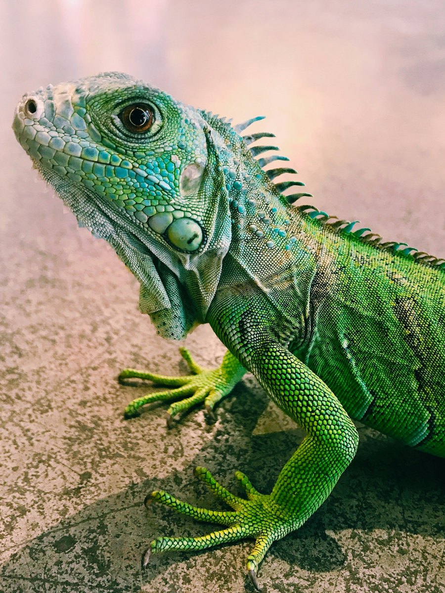 Service Reptile